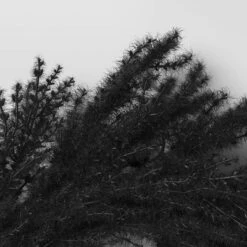 Halloween Grass Wreath Black - Threshold™ 7 Halloween Grass Wreath Black - Threshold™ -Threshold GUEST 135f1d1a 30c8 47a4 b104 5579e433304c