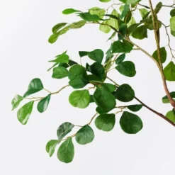 72" Artificial Ficus Tree - Threshold™ Designed With Studio McGee 8 72" Artificial Ficus Tree - Threshold™ Designed With Studio McGee -Threshold GUEST 16a3ea1a b285 458b 9778 b3e637de7cfd