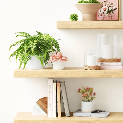 Boston Fern - Threshold™ 3 Boston Fern - Threshold™