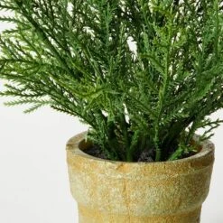 Small Potted Cyprus - Threshold™ Designed With Studio McGee 7 Small Potted Cyprus - Threshold™ Designed With Studio McGee -Threshold GUEST 54096500 37dc 4b77 a920 a283c8e88bb1