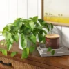 14" X 28" Artificial Pothos Plant In Pot - Threshold™ 2 14" X 28" Artificial Pothos Plant In Pot - Threshold™ -Threshold GUEST 57699ef2 589a 4b55 b694 a6da246d0821