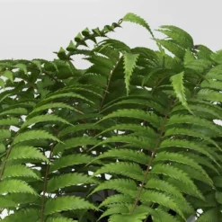 Boston Fern - Threshold™ 6 Boston Fern - Threshold™ -Threshold GUEST f3c0ffda f332 456e 8192 76871098eab0