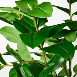 Ficus Tree - Threshold™ Designed With Studio McGee 6 Ficus Tree - Threshold™ Designed With Studio McGee -Threshold GUEST fa4f56b9 95d8 493c 9134 19867f2bf964